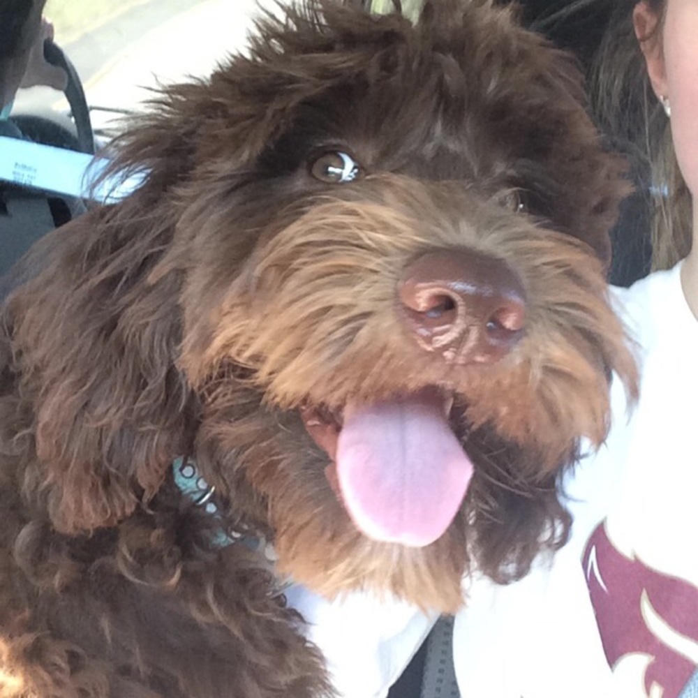 Meet your Posher, Britney